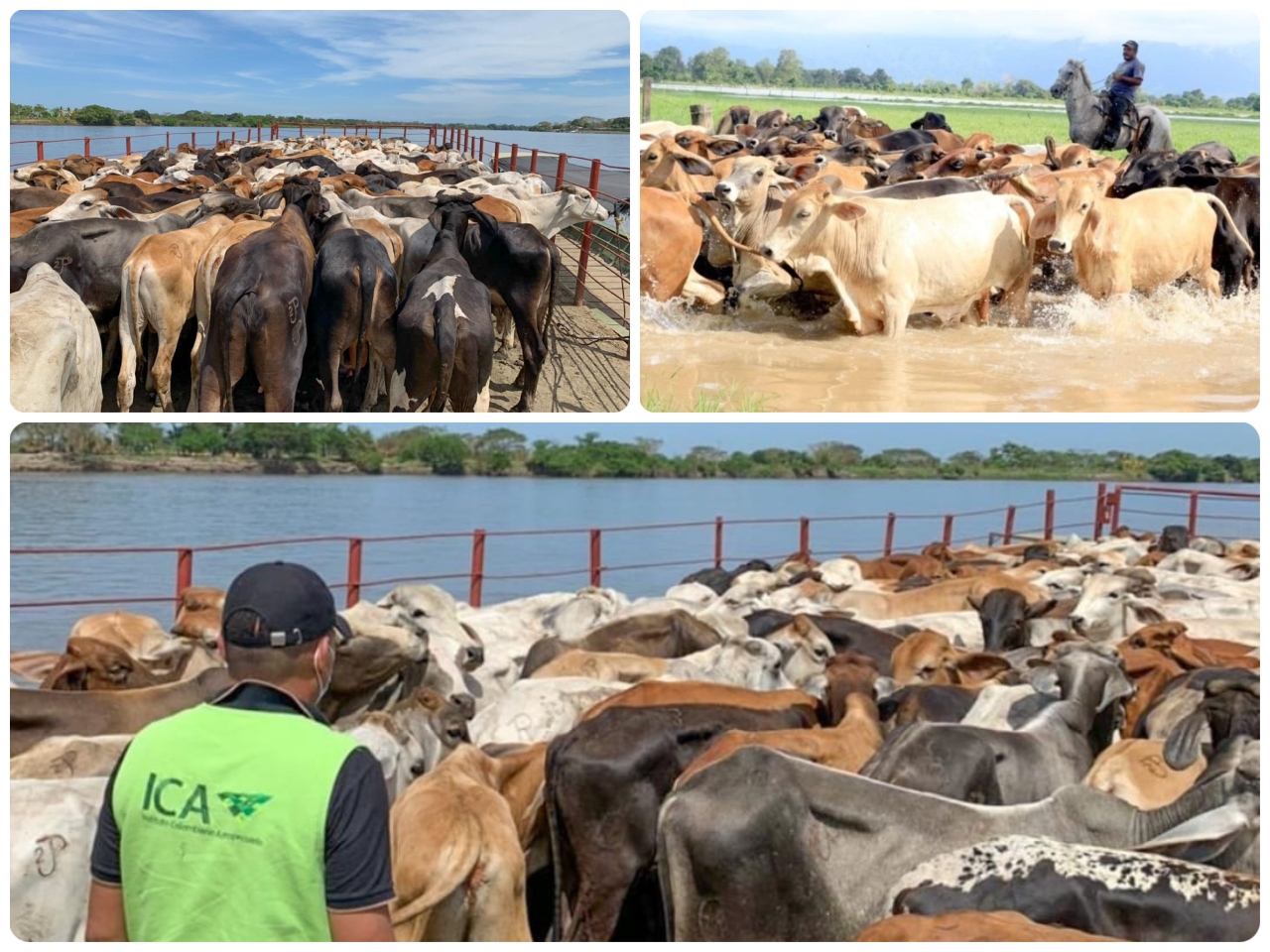 MinAgricultura anuncia medidas para la atención de animales de producción ante emergencia climática en Caregato
