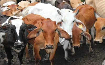 Colombia podrá exportar carne bovina a El Salvador