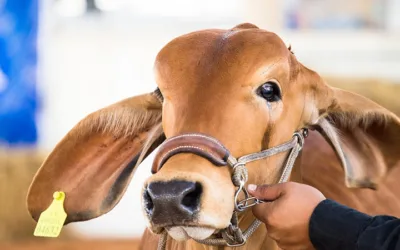 ICA niega nueva resolución sobre exportación de ganado en pie