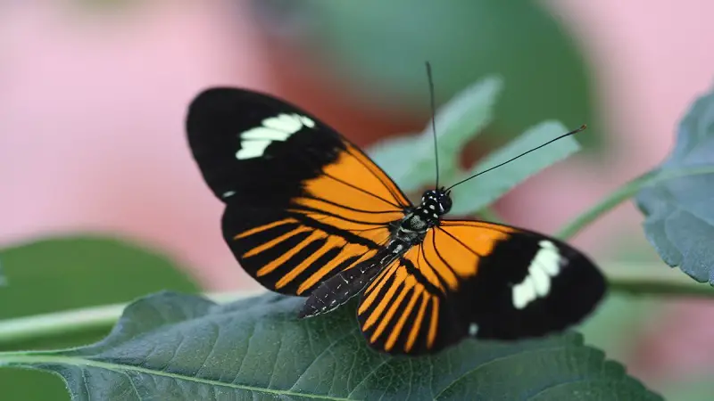 Descubren nueva mariposa creada por el cruce de dos especies hace 200.000 años