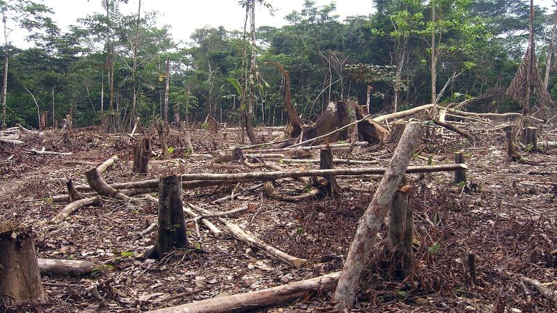 Colombia se ubicó dentro de los países que más pierden hectáreas de bosque global