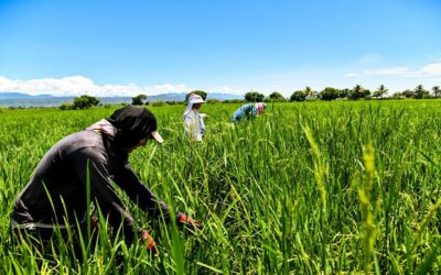 Amplían plazo para registro de siembra de arroz hasta el 30 de mayo