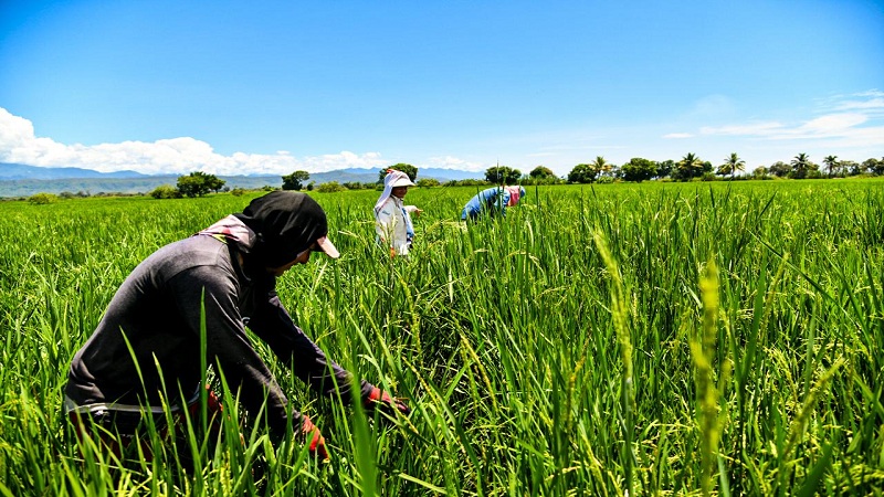 They lengthen the deadline for registration of rice planting till May 30