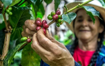 Sequía en Brasil eleva los precios globales del café instantáneo