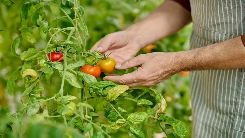 Sistema alimentario resiliente al clima para proteger al sur global