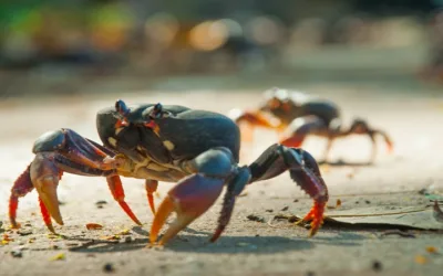 Prohíben comercialización de cangrejo negro en San Andrés Islas