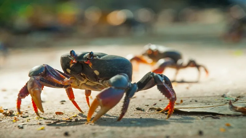 Prohíben comercialización de cangrejo negro en San Andrés Islas