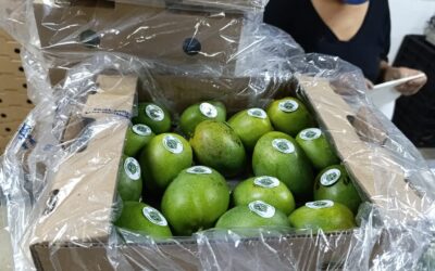 Colombia celebra su primera exportación de mango de azúcar hacia Estados Unidos por vía marítimaestados unidos,