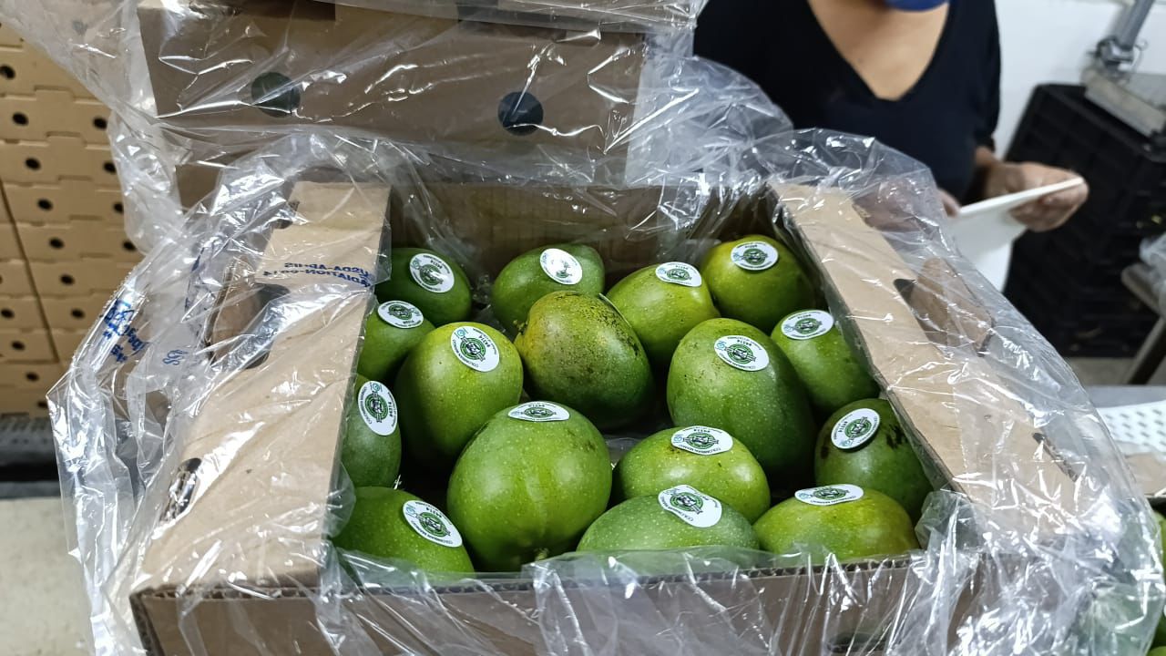 Colombia celebra su primera exportación de mango de azúcar hacia Estados Unidos por vía marítima