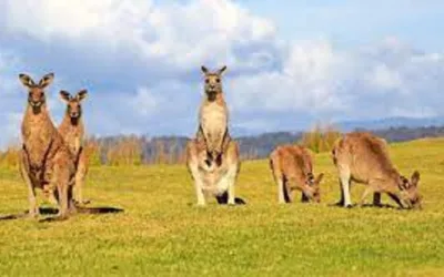 Miles de canguros podrían ser sacrificados en Australia