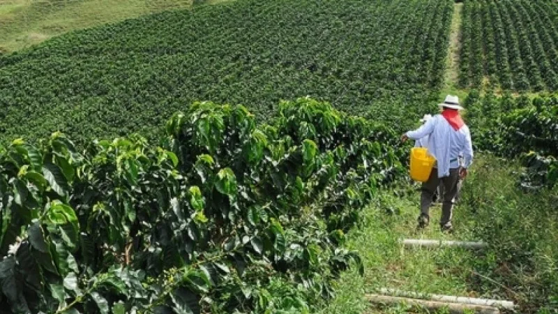 Avanza la ejecución del programa de renovación de cafetales