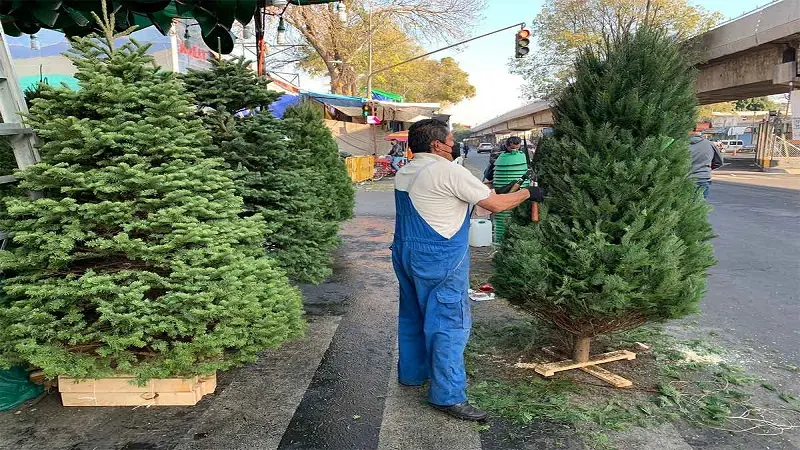 Tradición importada: El mercado de pinos naturales para navidad en Colombia