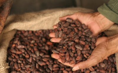 Cacao en Retroceso: Pronóstico de Rabobank sugiere fin del repunte histórico