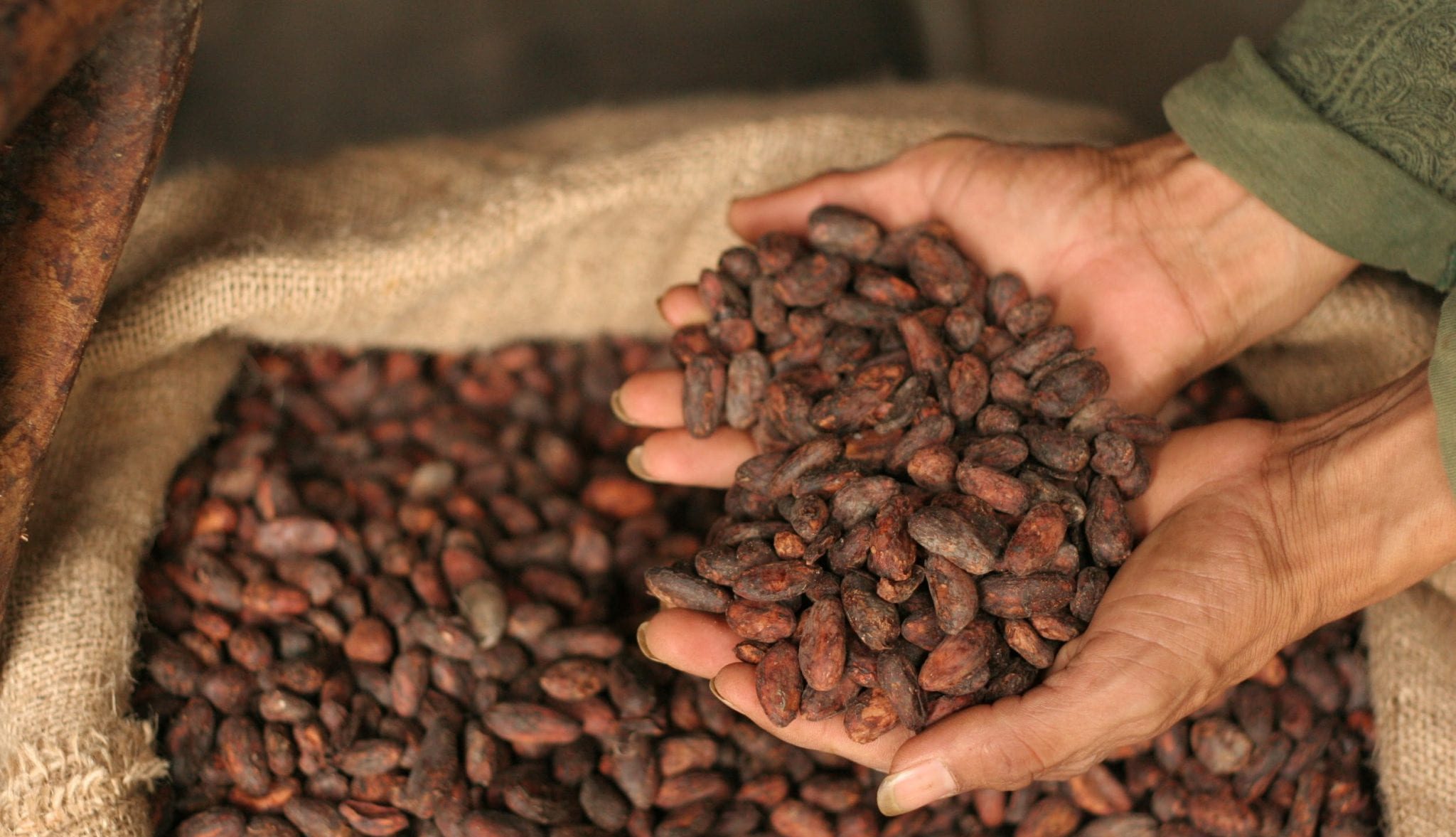 Cacao en Retroceso: Pronóstico de Rabobank sugiere fin del repunte histórico