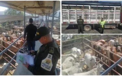 Autoridades incautaron más de 2.500 animales para proteger la sanidad pecuaria del país