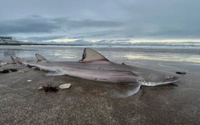 Restos de un petrolero fueron encontrados en el estómago de un tiburón