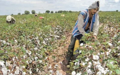 Sector agrícola en Colombia apuesta por cultivos transgénicos
