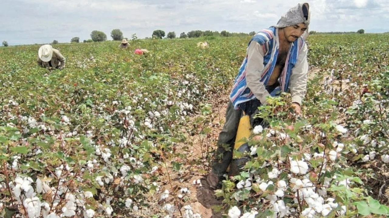 Sector agrícola en Colombia apuesta por cultivos transgénicos