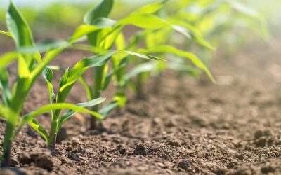 ¡Conozca los consejos clave para una exitosa siembra de maíz en la temporada productiva!