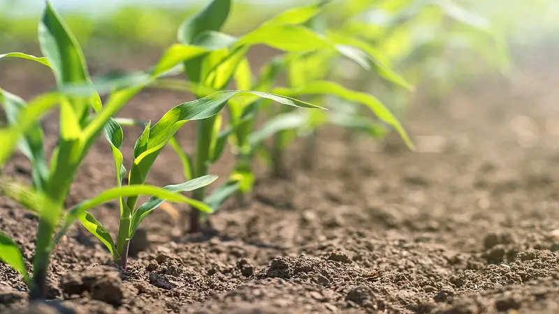¡Conozca los consejos clave para una exitosa siembra de maíz en la temporada productiva!