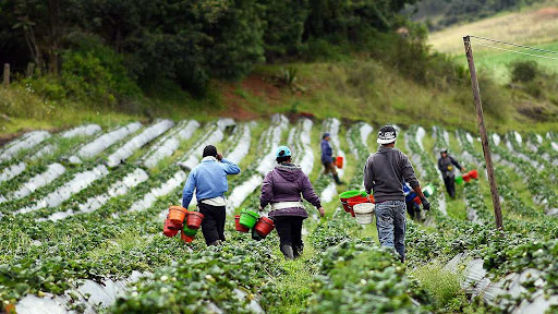 Área cultivada en Colombia creció 2,7% en 2023, impulsada por la yuca, papa y maíz