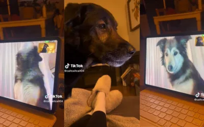 Llamativa reacción de dos perros que se ven a través de videollamada