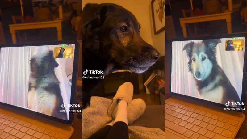 Llamativa reacción de dos perros que se ven a través de videollamada