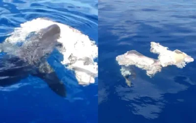 Tres tiburones alertaron a bañistas en San Andrés