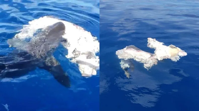 Tres tiburones alertaron a bañistas en San Andrés