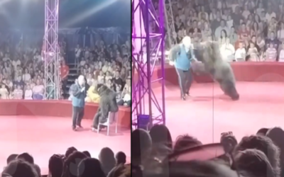 Oso atacó a su entrenador durante una función de circo