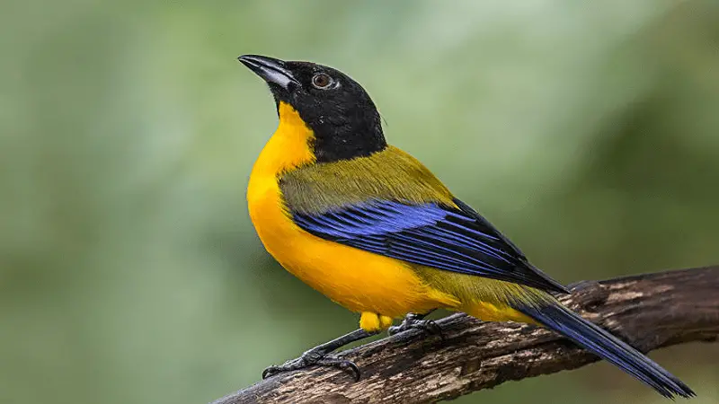 El cambio climático puede alterar la coloración de las aves