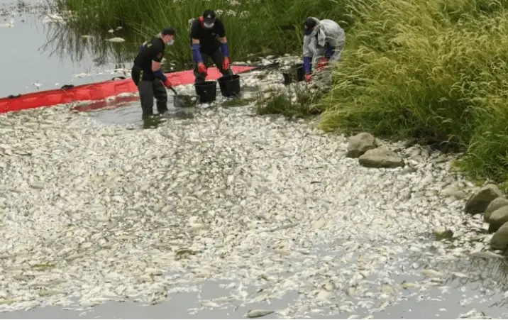 Extraña aparición de miles de peces muertos en Alemania y Polonia