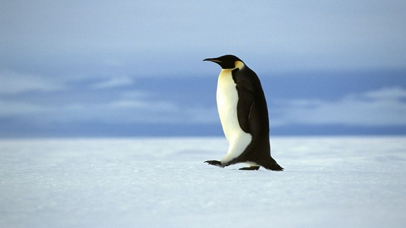 Pingüino emperador de la Antártica en severo riesgo de extinción