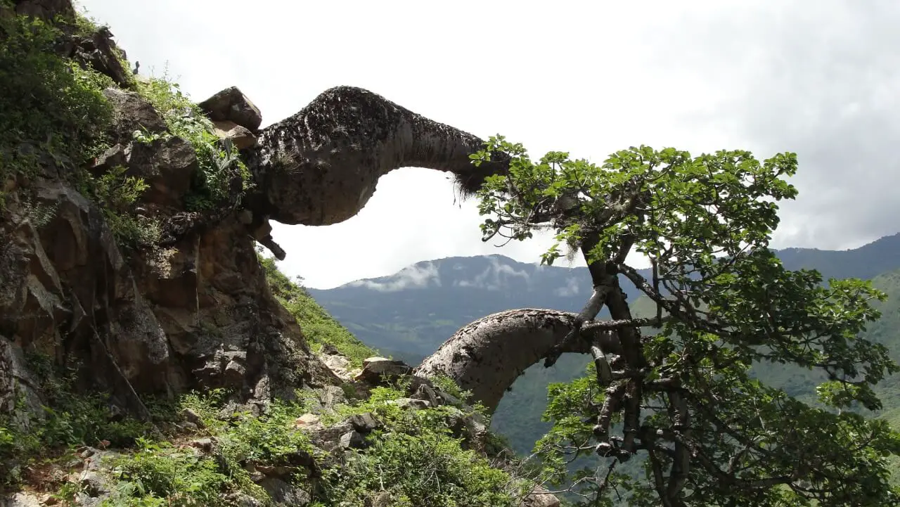 En riesgo de extinción los árboles y arbustos endémicos de Colombia