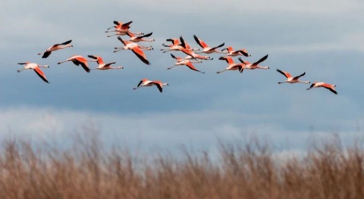 La laguna de Mar Chiquita, lugar preferido de las aves migratorias en Argentina