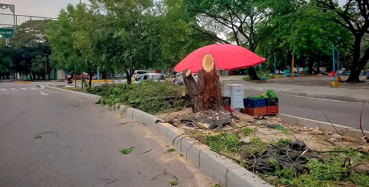 Masiva tala de árboles causó indignación en Neiva