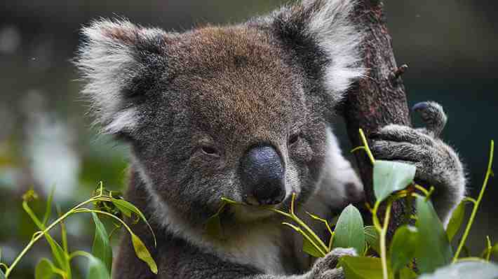 Descubren cómo se transmite el virus que daña el sistema inmunológico de los koalas