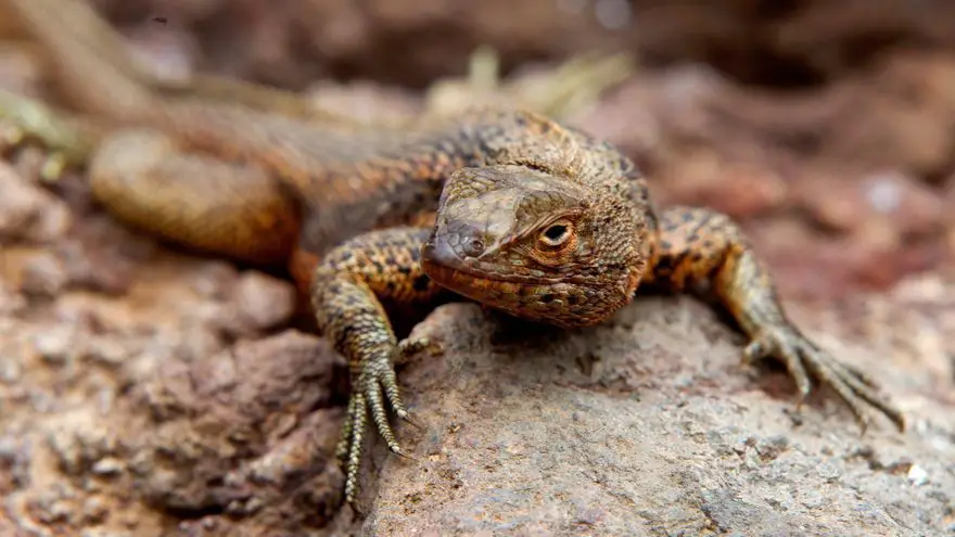 Descenso de anfibios y reptiles es por acción humana y no por cambio climático