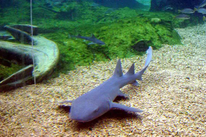 Tiburones, rayas y quimeras, en riesgo de extinción “sin precedentes”