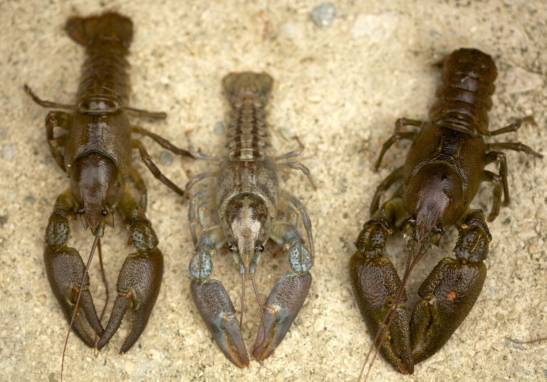 Hallan nueva población de cangrejo de río autóctono en el Noguera Pallaresa
