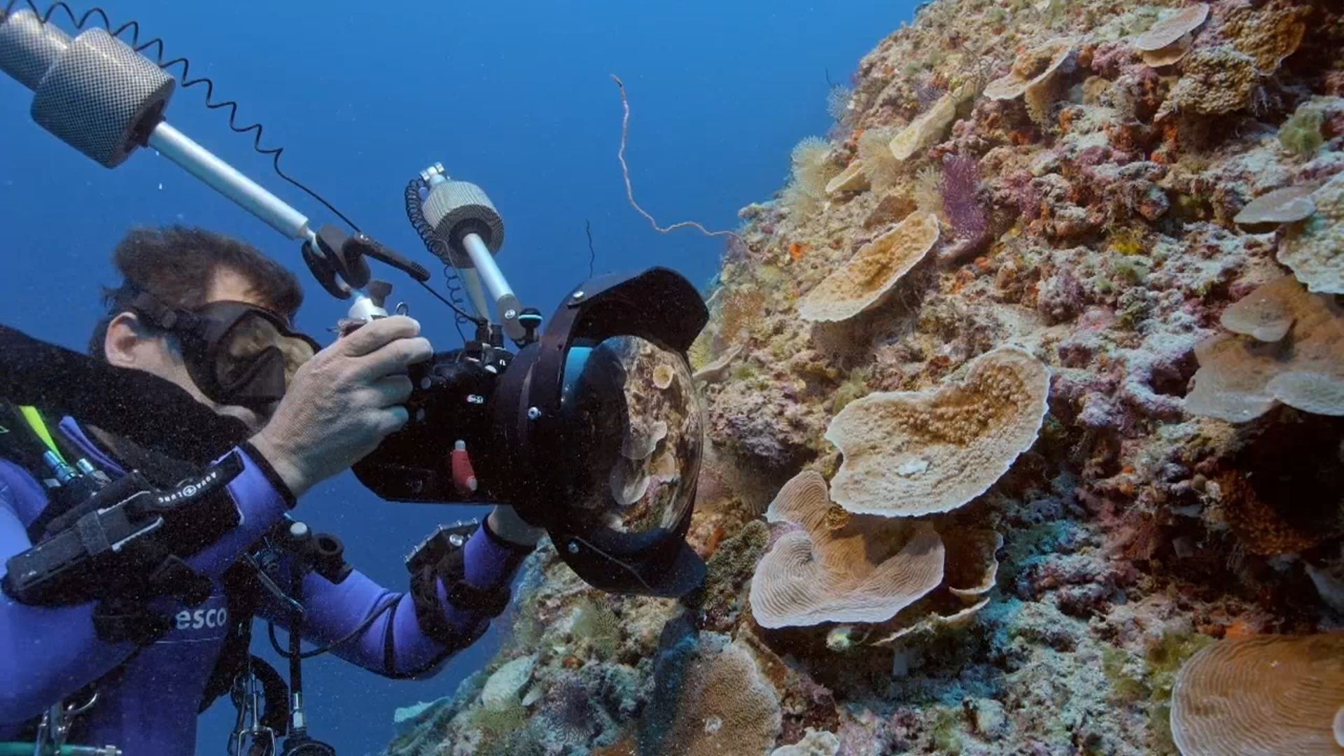 Descubren en uno de los arrecifes de coral más extensos