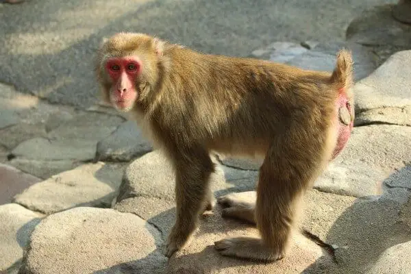 Una insólita hembra alfa lidera un grupo de macacos en Japón