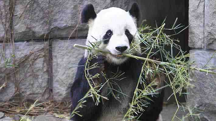 Zoológico francés celebra el nacimiento de dos crías de panda: Ambas serían hembras