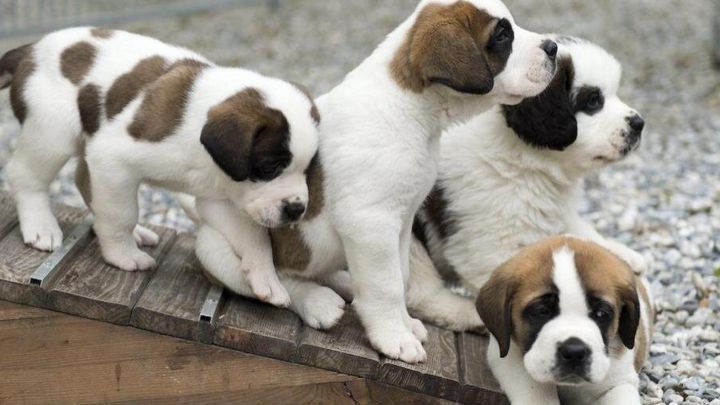 Informe revela que un 10% de los caninos vive en situación de abandono
