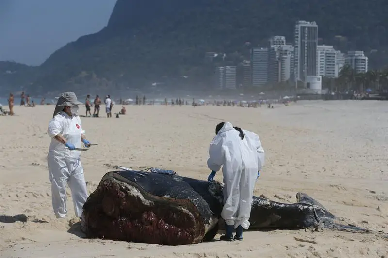 La muerte de ballenas jorobadas en Brasil bate récords: más de 130 este año