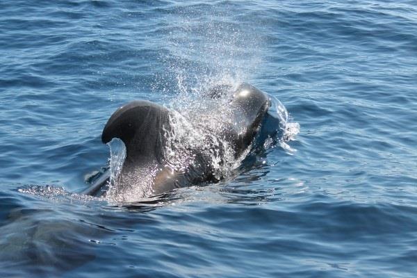 “Big data” para preservar a los cetáceos expuestos al avistamiento turístico