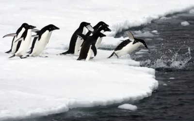 Cambio climático impacta a población de pingüinos