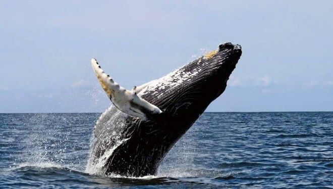 Avistamiento de ballenas: Una alternativa turística para las comunidades costeras