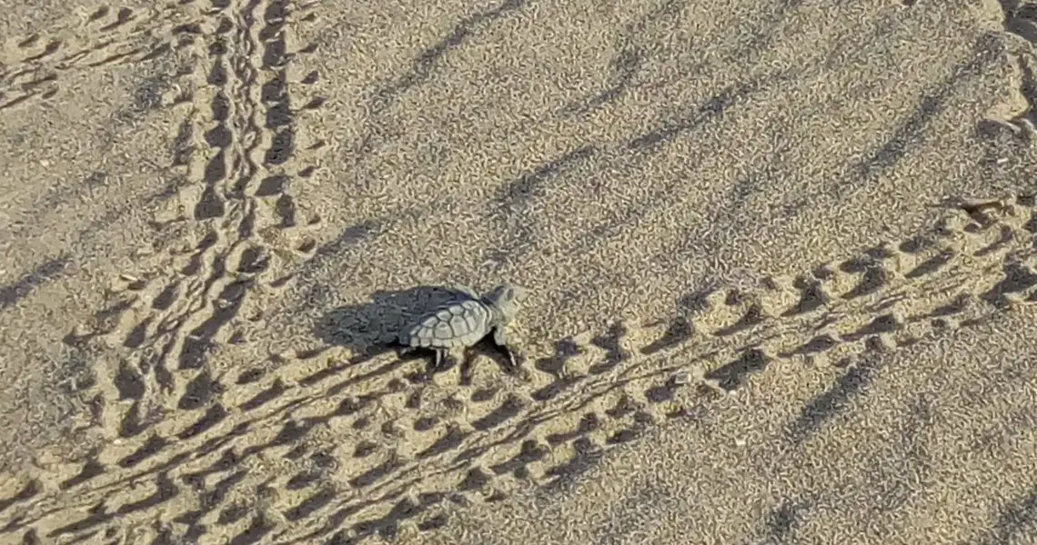 Nacen las primeras 45 tortugas bobas de 2021 en las playas de Cataluña