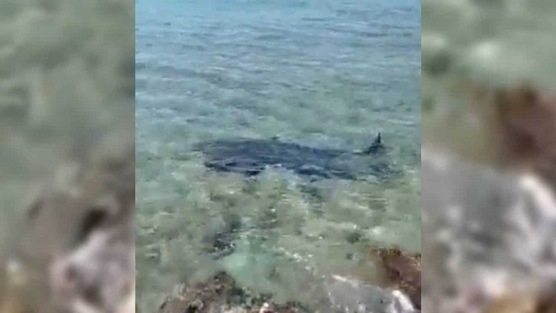 Turista murió tras ser atacado por tiburón en San Andrés